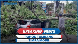 BREAKING NEWS Pohon Tumbang di Tanjakan Tanah Putih Semarang Menimpa Datsun