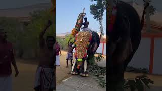 pullappally mahadevane sirassilettunna karimannoor unni #elephant #anachandam #ulsavam #unni #