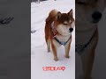 【柴犬】インドア派の柴犬が雪山でテンション急上昇⤴︎⤴︎