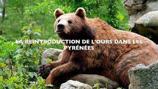 La réintroduction de l'ours dans les Pyrénées