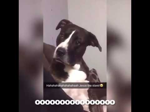 Funny Dog Reaction Youtube