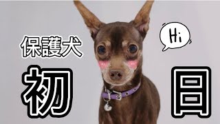 保護犬ミニピン、初めて家に来たボランティア初日【Day1】【dog videos】