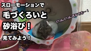 【ジャンガリアン】毛づくろいと砂浴びをスロー再生！