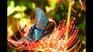 ミヤマカラスアゲハ(深山烏揚羽♂)と彼岸花　～ Papilio maackii \u0026 red spider lily ～