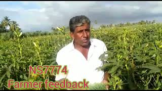 நாம்தாரி விதைகள் NS 7774 FARMER FEEDBACK