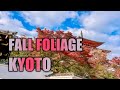 Fall Foliage Kyoto 2024: Exploring Kamitakano & Yase area. Hidden Sanmyoin Temple and Takano river