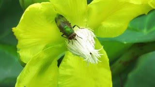 Diptera on Dillenia suffruticosa (15Jan2016b)