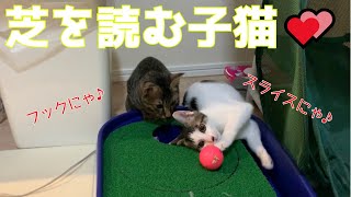 【子猫の初めてシリーズ⑨】子猫達がゴルフ部屋に潜入して遊んでいます♪【保護猫】/Kittens sneaked into the golf room and played【Protected cat