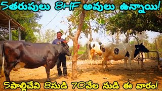 ||5తరుపులు 8HF అవులు ఉన్నాయి 5పాలిచ్చేవి 8సుడి 70వేల నుడి ఈ వారం!