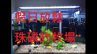 【水族系列】假日放鬆 珠鱗的牧場物語