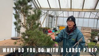 What do you do with a large pine?