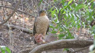 Eurasian sparrowhawk