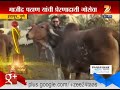 indapur majid pathan doing gau seva