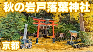 【京都】黄色に染まる岩戸落葉神社 Iwatootiba Shrine