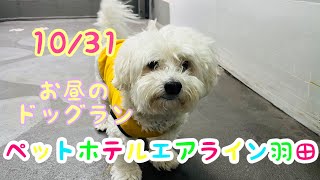 10/31お昼☀️ワンちゃんドッグラン〜猫ちゃん〜のご様子です♪羽田空港近くのペットホテルエアライン羽田にご宿泊中のペットちゃん達です♡