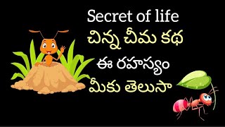 ఈ రహస్యం మీకు తెలుసా | చిన్న చీమ కథ | Secret of life | Motivational story | Way to Success PSLVTV