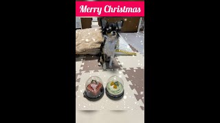 【チワワ】robin#36 クリスマス☆初めてのケーキ