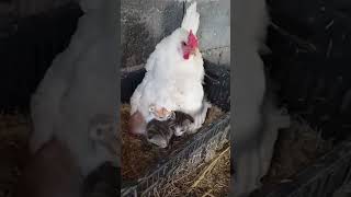 Hen Keepings Her Kitten Friends Warm 🤣🐓🥰