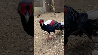 Taiwan blue pheasant (Swinhoe's Pheasant)  #swinhoe'spheasant #taiwan #pheasant