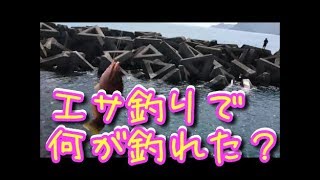 エサ釣りで何が釣れる？　GW釣果報告　三重県の田曽大突堤、人気海釣りポイント