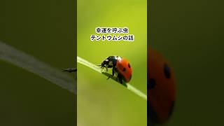 益虫？害虫？テントウムシの話🐞#shorts #テントウムシ #昆虫