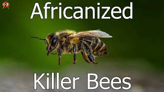Why Do Honey Bee Dies After they Sting Humans I MK TV