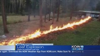 Leaf explosion