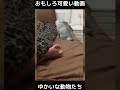 おもしろ可愛い猫と犬　ゆかいな動物たち　funny u0026 cute cats dogs and animals　 shorts