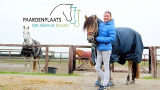 Staltour op de schoolstal: De Paardenplaats! + ENGL SUBS | felinehoi