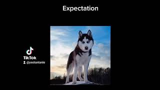 Husky Expectation Vs. Reality