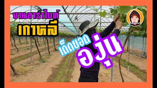 งานอาราไบท์เกาหลี|เด็ดยอดองุ่น