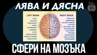 Мозък - Ляв и Десен Мозък. Ориентация. Хоризонтална интеграция.