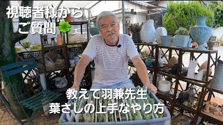 視聴者様からご質問🍀教えて羽兼先生✨️葉さしの上手なやり方🌱#エケベリア相談室@エケベリア相談室羽兼直行 #多肉植物#多肉好きと繋がりたい