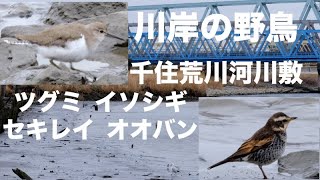 野鳥撮影 岸辺のツグミ セキレイ イソシギ 足立区荒川の野鳥動画