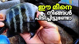 ഈ മീനെ നിങ്ങൾപിടിച്ചിട്ടുണ്ടോ #fishingkerala #fishingmalayalam #shibushangout #fishing #fishingvideo