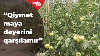 Göyçayda fermerlər məhsullarını satışa çıxara bilmir - Baku TV