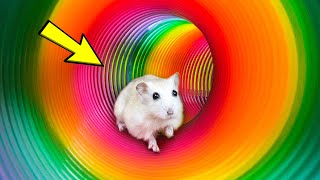 🌈🐹The Best Hamster Challenges 2 - Hamster Escapes from the Most Amazing Mazes😱#h