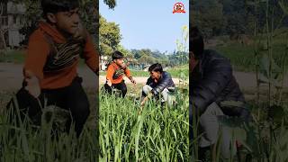 सारे हमरे खेते में ह*गबे🤩 #comedy #baba #funny #viralvideo #trending #shorts #taali #shortvideo