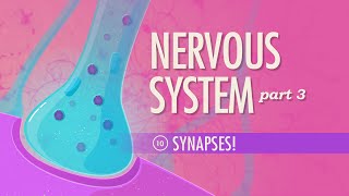 The Nervous System, Part 3 - Synapses!: Crash Course Anatomy & Physiology #10