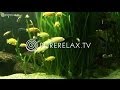 Background Music - Instrumental, Meditation, Regeneration & Relax - Aquarium Magic