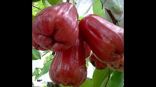 Jambu Wax Apple Tree.