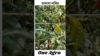 মরিচের জাত: হামসা ০২ #oneagro #agriculture #modernagricuture #krishi #কৃষি #malching