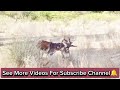 Male donkey with female donkey mating time in village,#donkey#deasert #donkeylife #viralvideo #viral