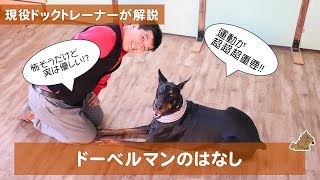 怖そうだけど実は優しい!?ドーベルマンの話 どんな犬？特徴は？飼い方は？現役ドッグトレーナーがお教えします！（Doberman）