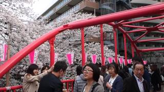 東京の桜満開　中目黒　目黒川の花見客　２０１６．３．３１　Ohanami Sakura