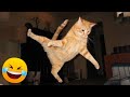 Funniest Animals 😄 New Funny Cats and Dogs Videos 😹🐶 - Ep.27