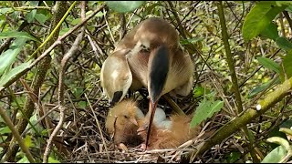 Newly Hatched birds Eating