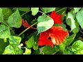 beautiful mandaram hibiscus flowers nature hibiscus flowers