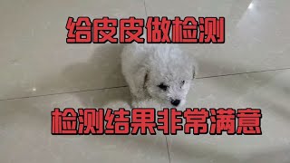 给皮皮做犬瘟细小冠状检测，结果非常满意，明天就可以给它洗澡了