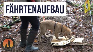 Fährtenarbeit mit Dante der Steyrischen Rauhhaarbracke | Hundeschule U.B.